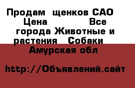 Продам ,щенков САО. › Цена ­ 30 000 - Все города Животные и растения » Собаки   . Амурская обл.